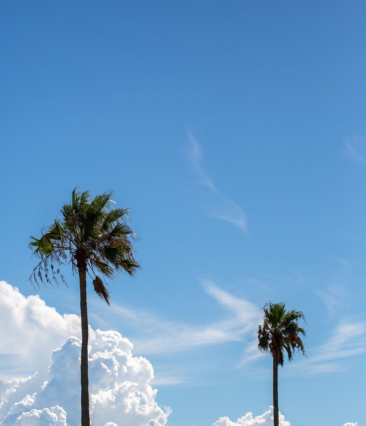 Vista panorámica de un campo de hierba con dos palmeras y un cielo azul con algunas nubes de fondo