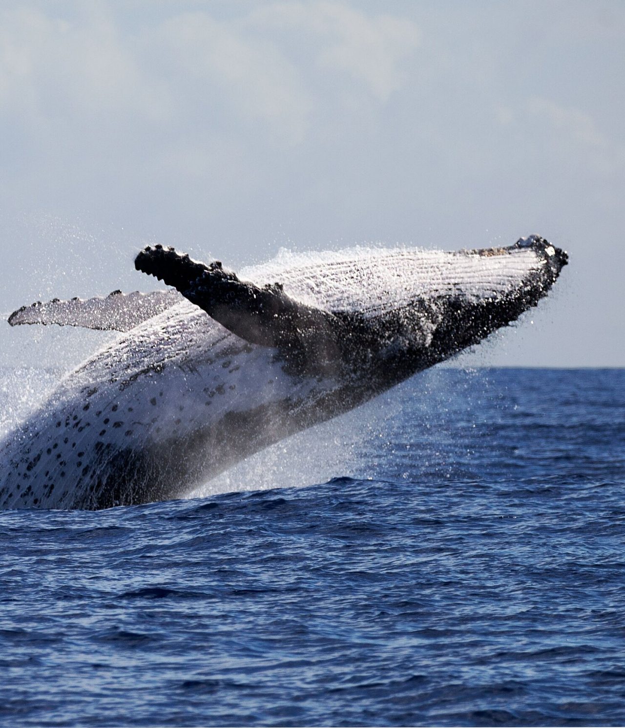 Ballena jorobada saltando fuera del agua, con las aletas extendidas, contra un fondo azul y mar agitado