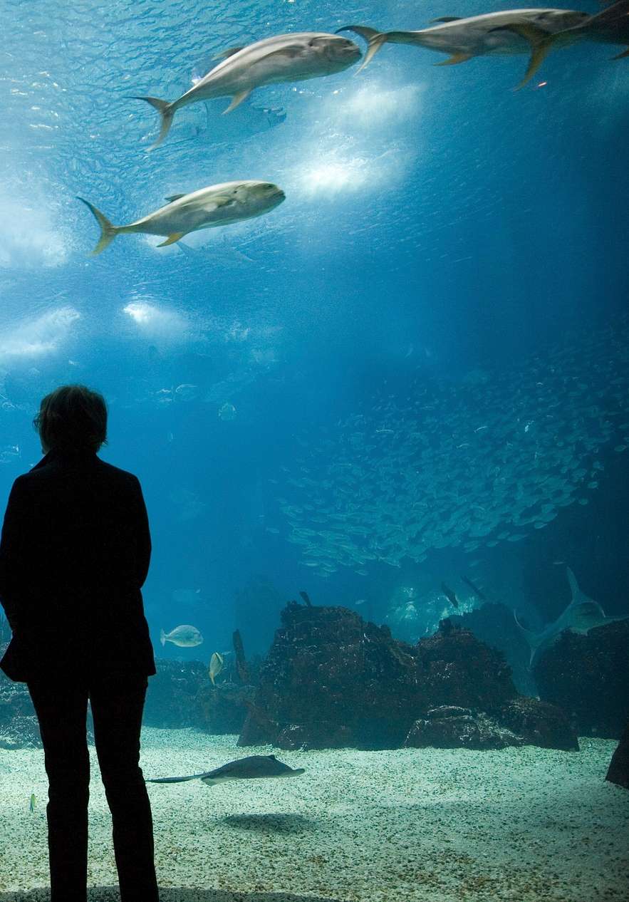 Hospédate en Pestana Rua Augusta y visita en familia el Oceanario de Lisboa, con varios peces