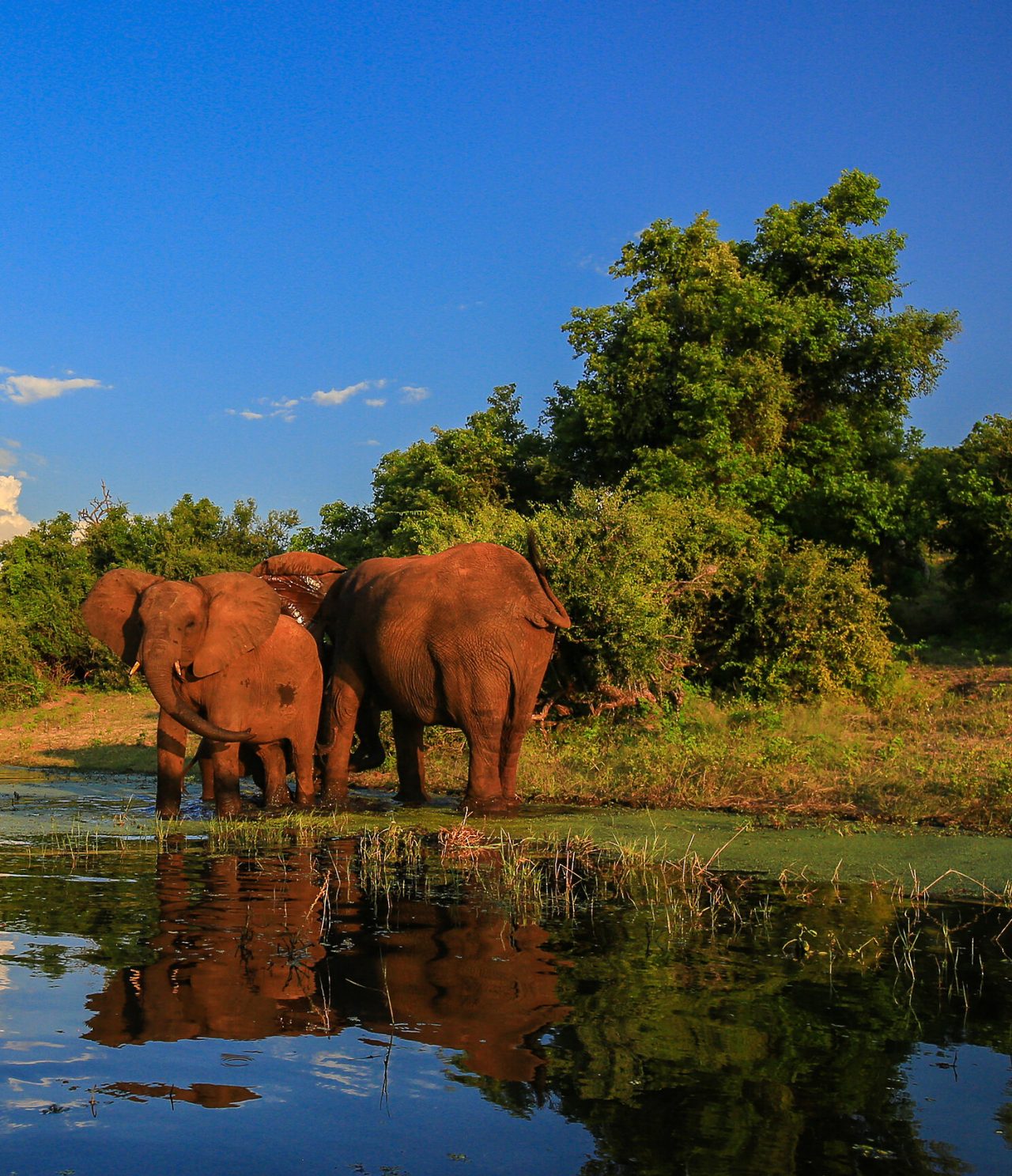 Três elefantes a tomar banho num  lago no Kruger Park, rodeado por árvores e vegetação