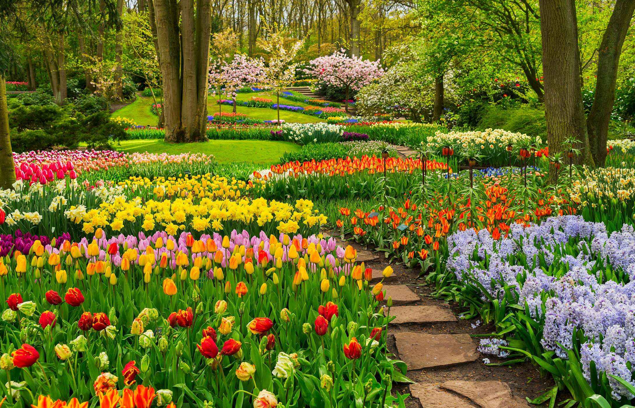 Jardín Botánico Keukenhof en Lisse, Países Bajos, con tulipanes de varios colores, un camino de piedra y vegetación alrededor.