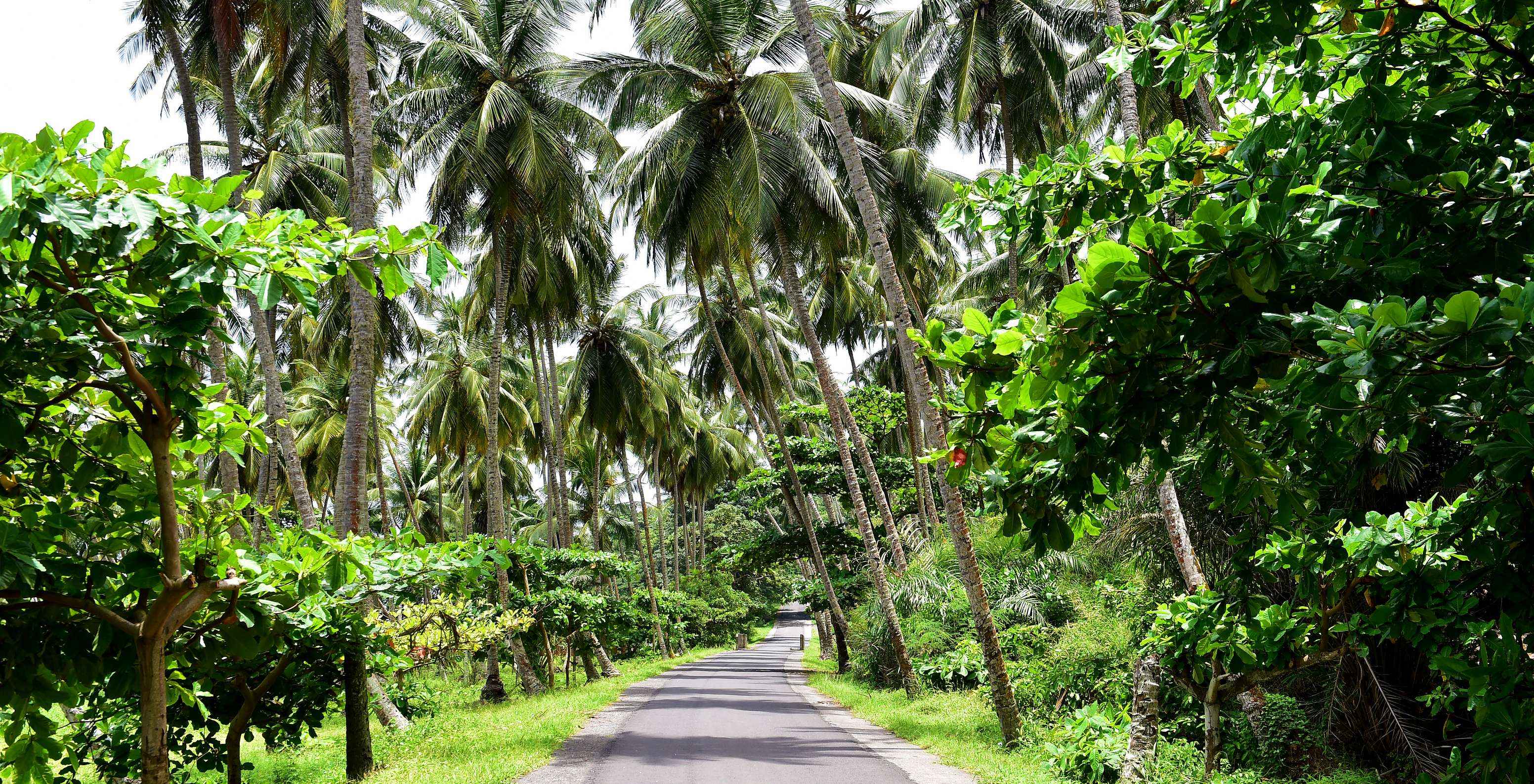 Weg omzoomd door bomen en palmen die het tropische landschap van São Tomé tonen