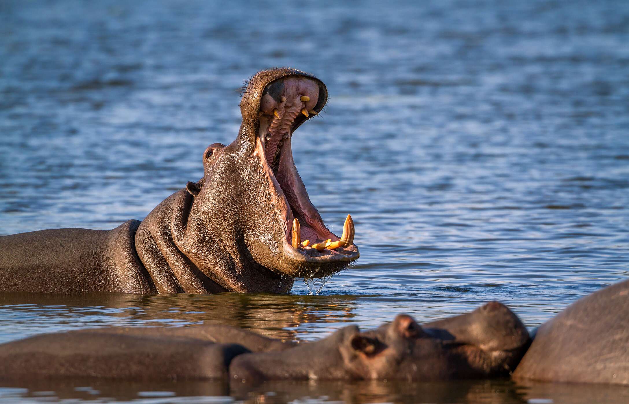 Groep nijlpaarden die ontspannen in het rustige water van een rivier in het Krugerpark, terwijl een van hen zijn mond opent