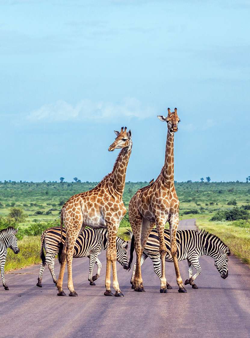 O Kruger Park, na África do Sul, é um dos maiores e mais famosos parques de safári, lar dos Big Five e rica biodiversidade