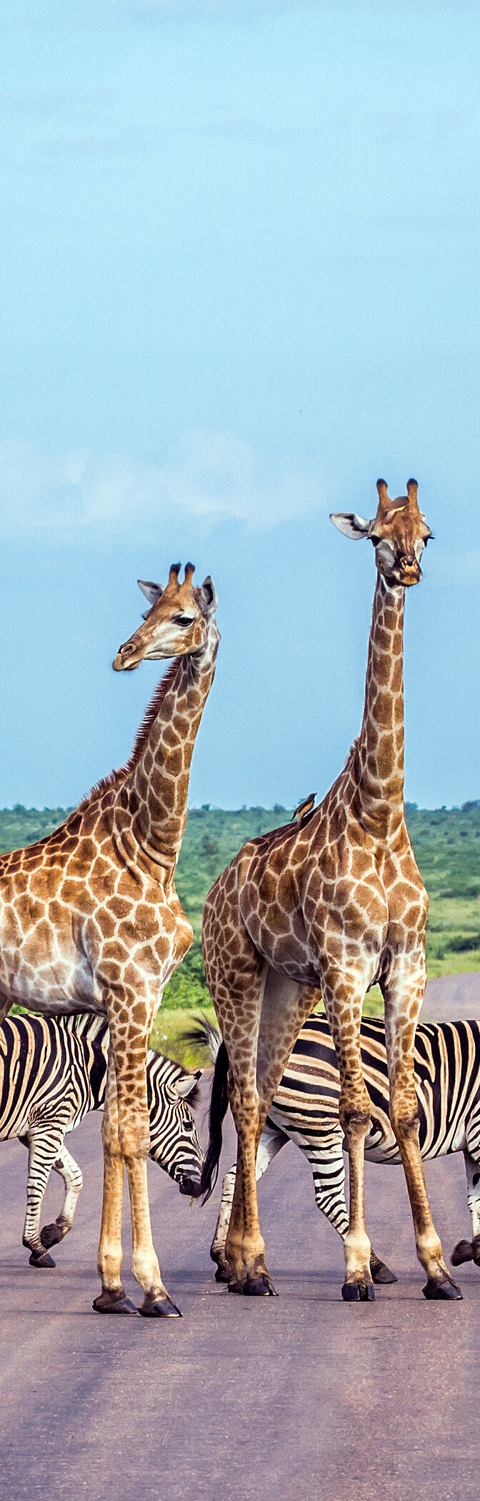 Descubra a oferta de hotéis do Pestana Hotel Group no Kruger Park, aventure-se num safari e descanse num resort de 4 estrelas