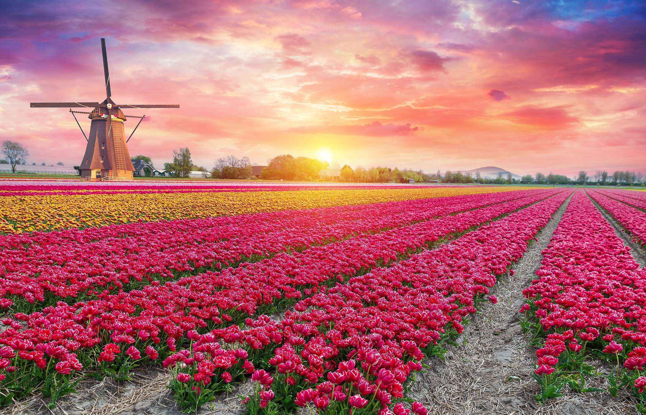 Vista panorâmica do Keukenhof com campos infinitos de túlipas cor de rosa e amarelas, e um moinho tradicional