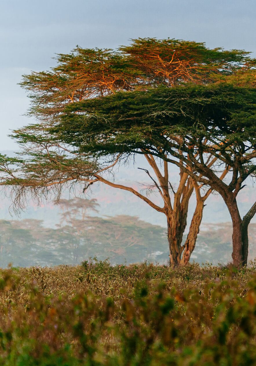 Descubra a África do Sul, e explore o Parque Nacional do Kruger, onde pode ver animais no seu habitat natural