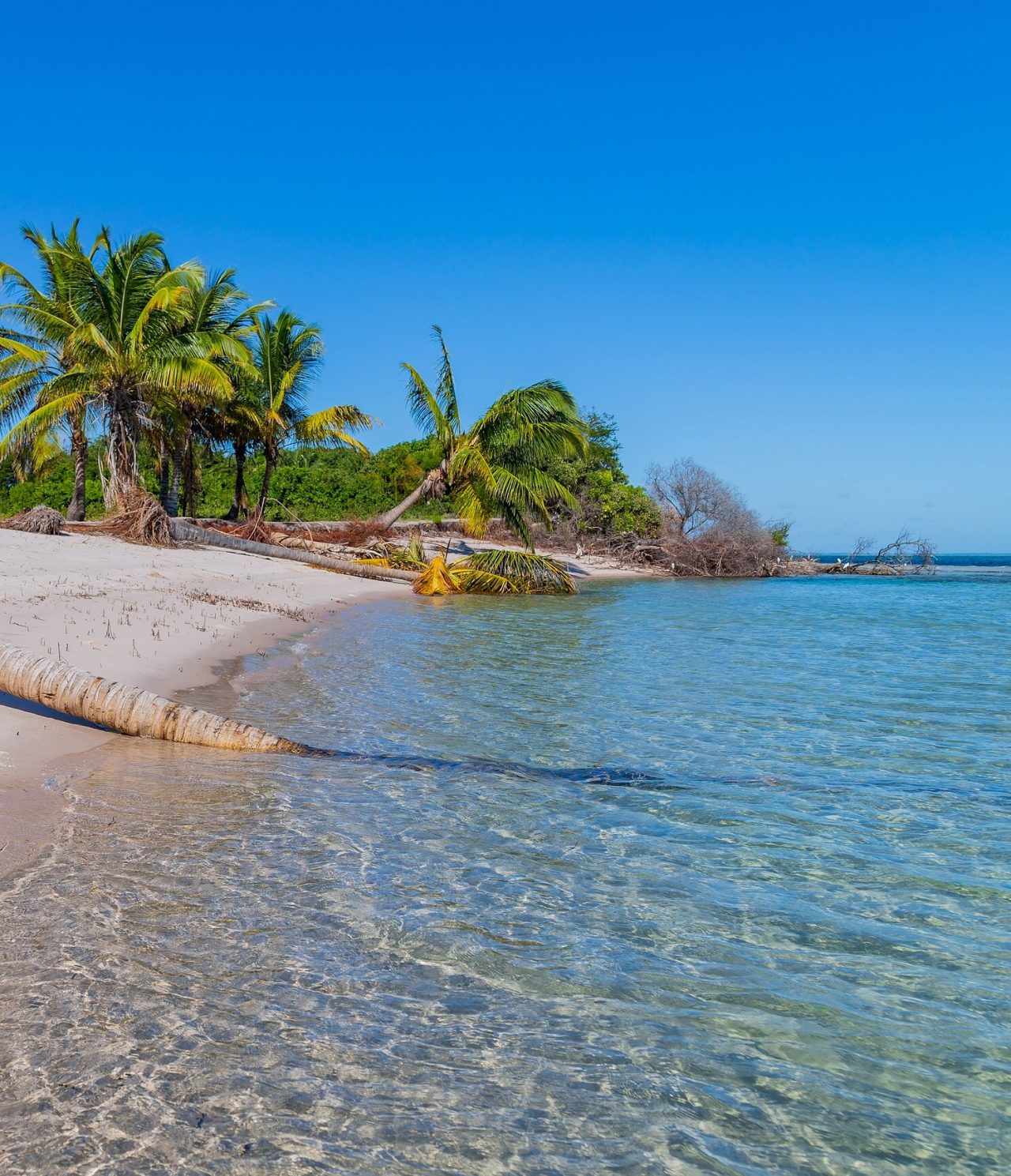 Strand in Maputo, met verschillende palmbomen verspreid en kristalhelder, kalm blauw water dat samenkomt met het zand