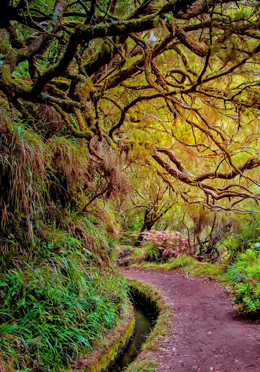 Verblijf in Pestana Madeira Beach Club en ontdek de Laurisilva-wouden op Madeira, rijk aan biodiversiteit