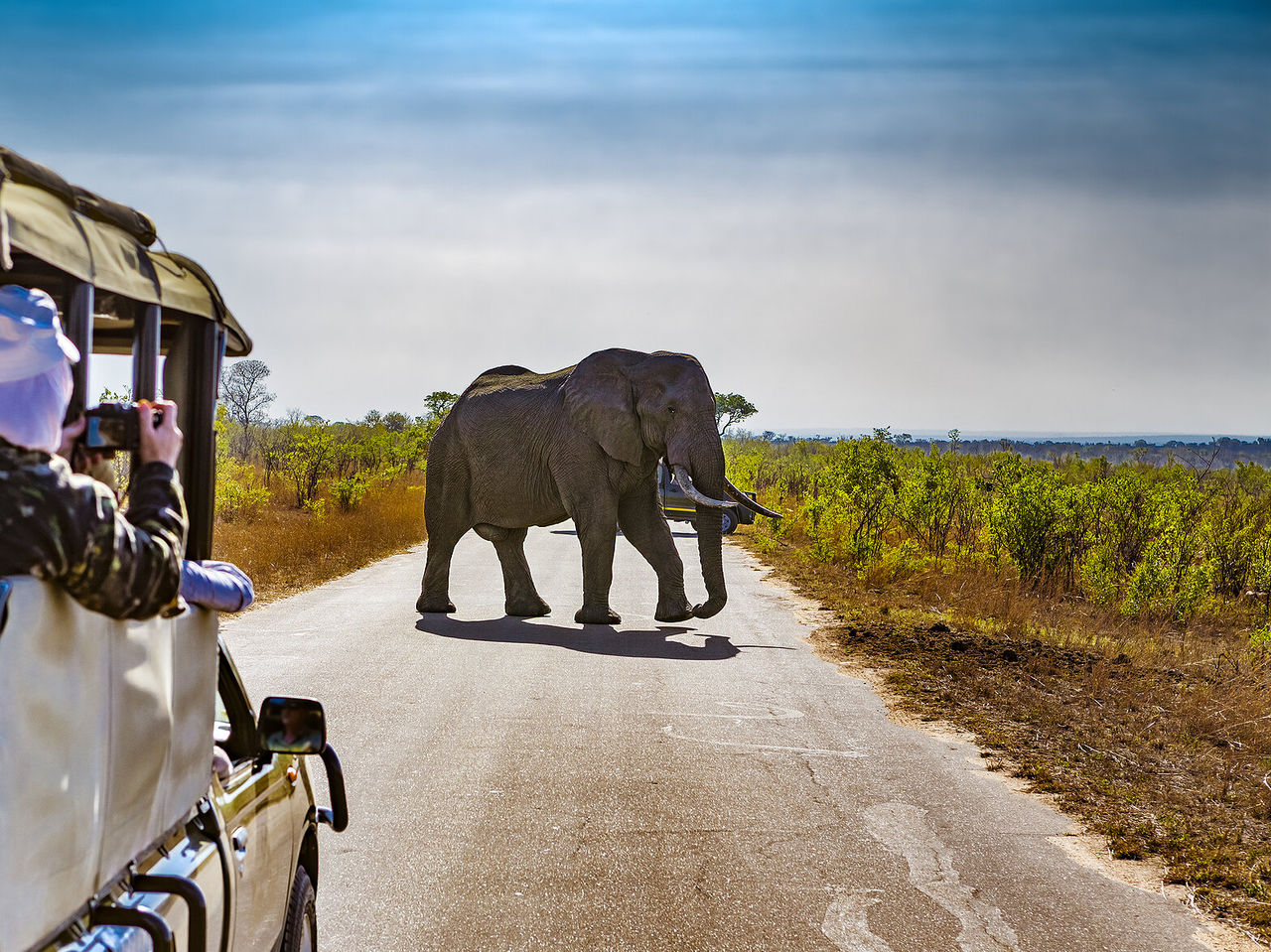 Os elefantes no Kruger Park criam uma presença imponente na savana, com suas grandes orelhas e presas impressionantes 