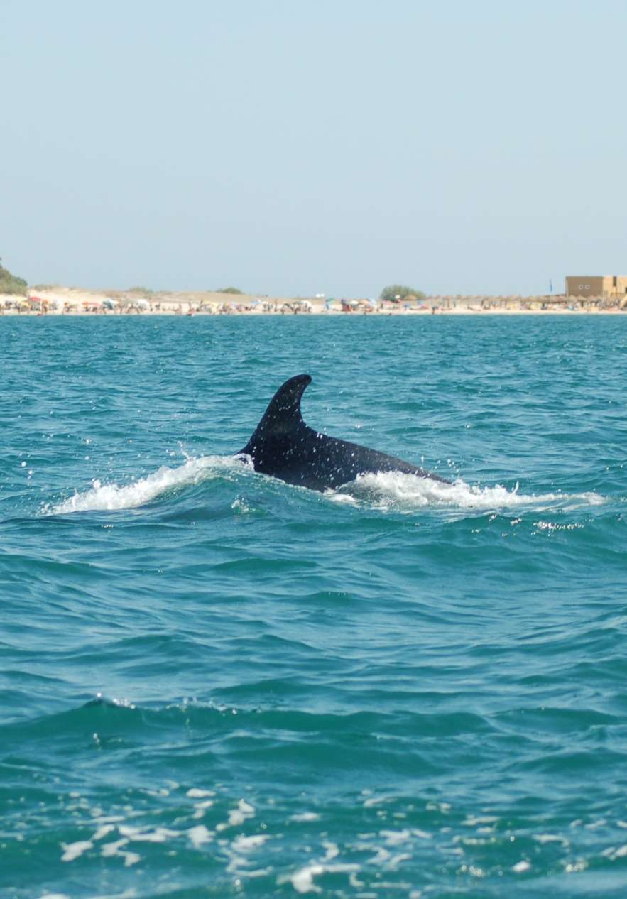 The upper part of a dolphin spotted from a boat, very close, with the beach in the distance and some buildings around