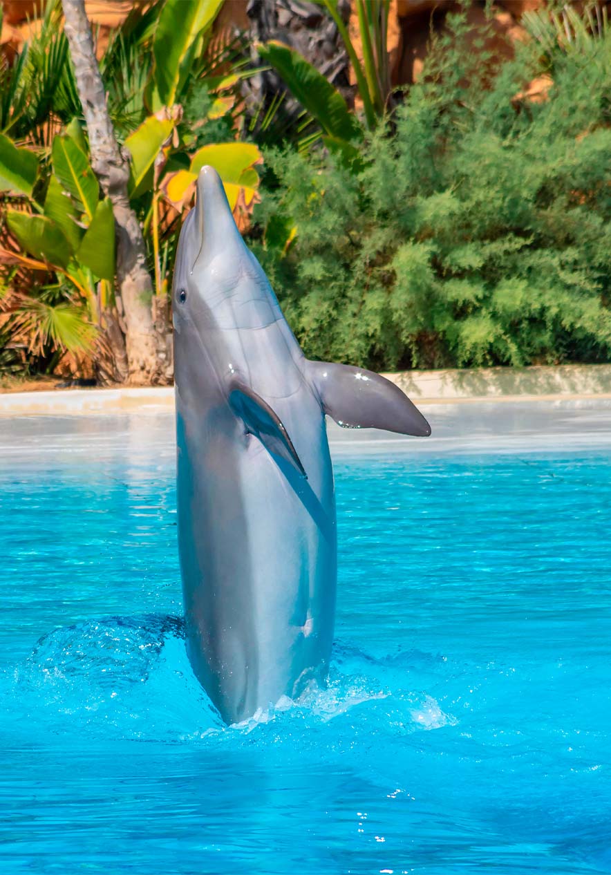 Visit marine life at Zoo Marine with dolphins jumping in the pools