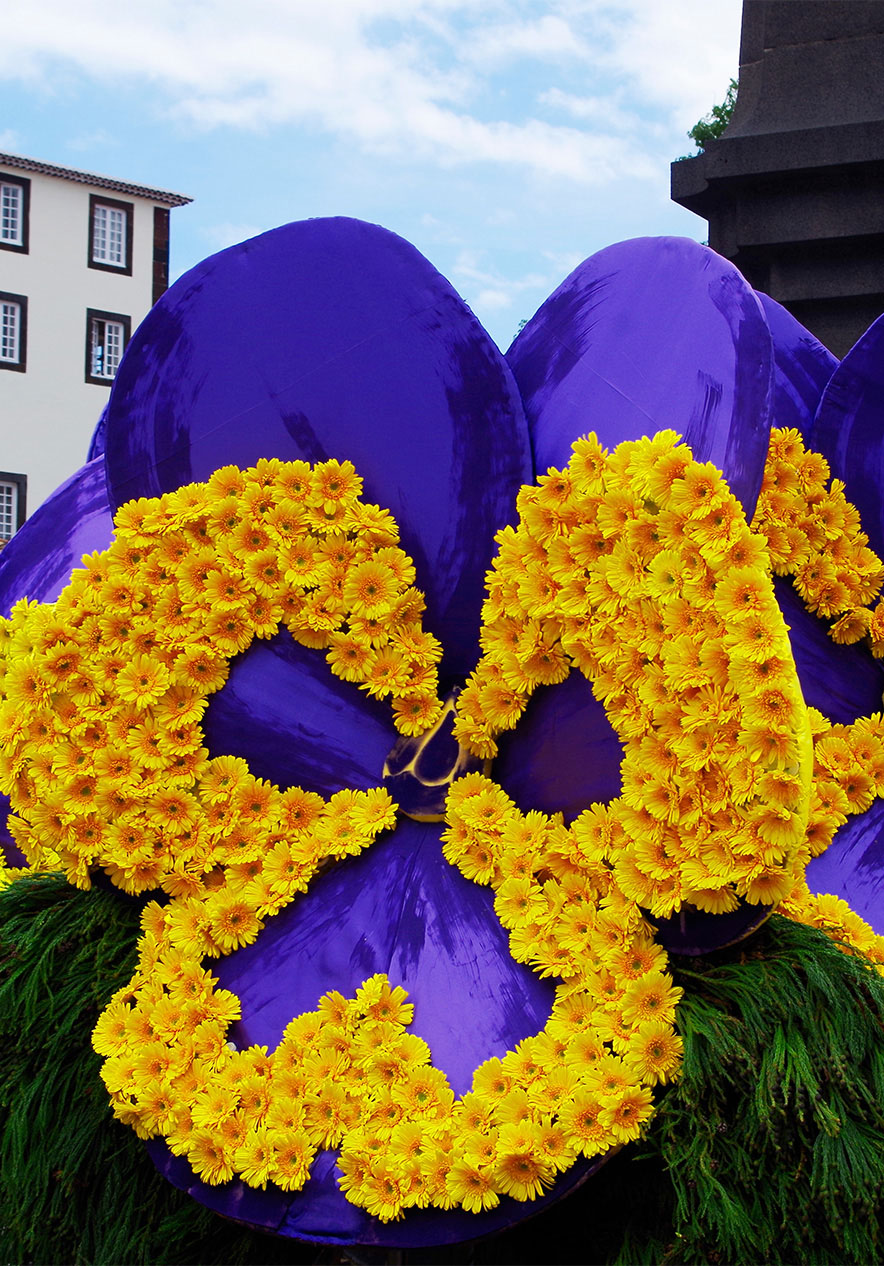 Flower Festival in Madeira Island where the streets are decorated with blue and yellow flowers