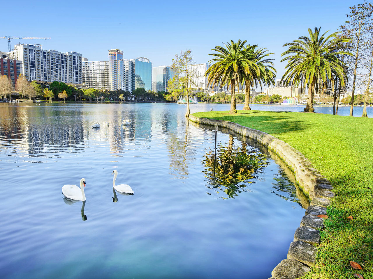 Urban landscape with a tranquil lake, surrounded by palm trees and white swans, with the city of Orlando in the background