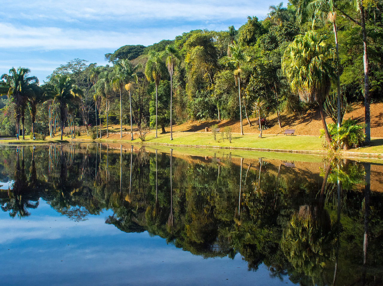 View of a lake in a park with palm trees around the lake and dense vegetation in the background
